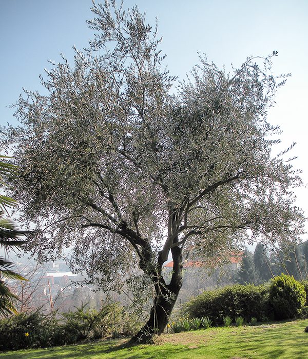 Immaginealbero