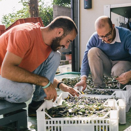 reportage della raccolta 2017 di olive per l'Olio Besuc dellìazienda Agricola Mimosa, di Alberto e Matteo Chialva. Pinerolo